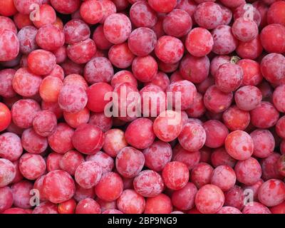 Pflaume Pflaume (Prunus domestica) aka Pflaume Obst vegetarische Kost als Hintergrund Stockfoto