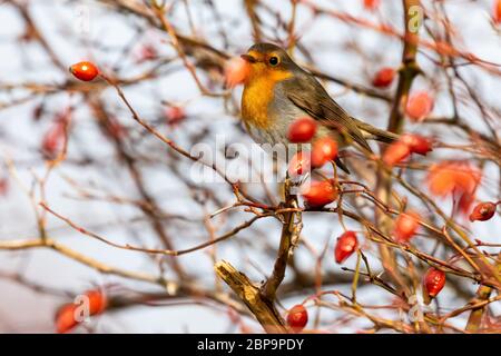 Eine selektive Fokusaufnahme eines schönen europäischen Rotkehls, Erithacus rubecula, auf einem Hagebuttenzweig mit verschwommenem Hintergrund. Spanien Stockfoto