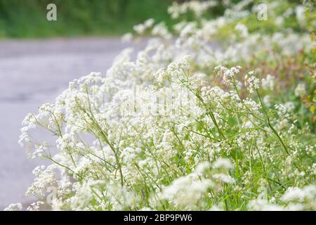 Rind Petersilie - anthriscus sylvestris - wächst auf ländlichen Straßenrand - Schottland, Großbritannien Stockfoto