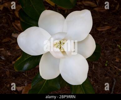 Nahaufnahme von oben Ansicht einer blühenden Magnolienblume. Stockfoto