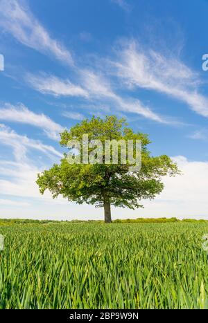 Einzelne Eiche in einem Feld von jungen grünen Weizen vor einem klaren blauen Himmel mit wispy weißen Wolken. Much Hadham, Hertfordshire. GROSSBRITANNIEN Stockfoto