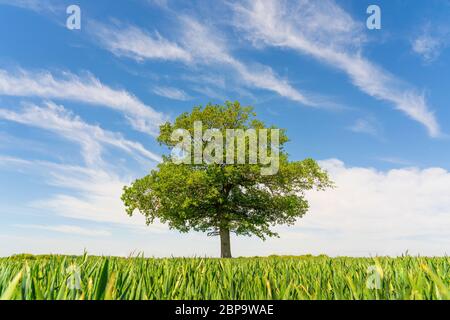 Einzelne Eiche in einem Feld von jungen grünen Weizen vor einem klaren blauen Himmel mit wispy weißen Wolken. Much Hadham, Hertfordshire. GROSSBRITANNIEN Stockfoto