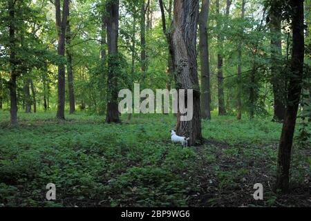 Kleine Jack Russell Terrier Hunde brüten auf einem Spaziergang im Sommerwald unter den hohen grünen Bäumen. Stockfoto