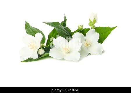 Aprikosenblüten isoliert auf weißem Hintergrund. Frühlingsbaum Stockfoto