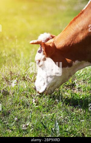 In der Nähe von weißen und braunen Kuh Verlegung im grünen Bereich. Ausgewählte Schwerpunkte und verschwommenen Hintergrund. Die Rinderzucht, Zucht, Milch- und Fleischproduktion conce Stockfoto