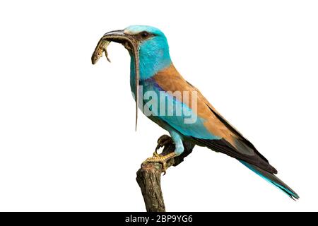 Seitenansicht der europäischen Walze, coracias garrulus, sitzt auf einem Barsch hält gefangen Eidechse im Schnabel bereit, mit weißem Hintergrund zu füttern. Männliche Farbe Stockfoto