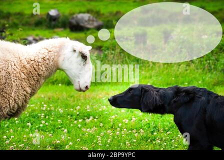 Hund trifft Schafe. Weiße Schafe mit Sprechblase. Kopieren Sie Platz für Werbung. Grüne Gras Wiese in Norwegen. Stockfoto