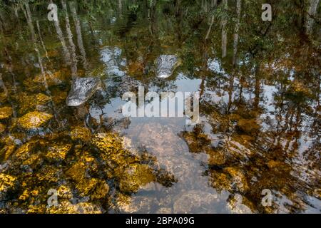 American Alligator schwimmt in stillem Wasser tief in Zypressen Wald Sumpf, die Big Cypress Preserve, Everglades, Florida. Stockfoto
