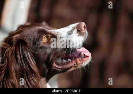 English Springer Spaniel, Seitenportrait, Detail Stockfoto