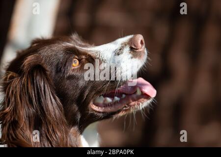English Springer Spaniel, Seitenportrait, Detail Stockfoto