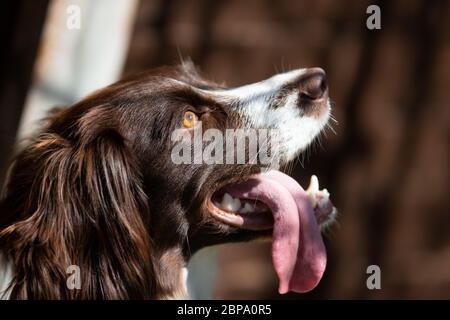 English Springer Spaniel, Seitenportrait, Detail Stockfoto