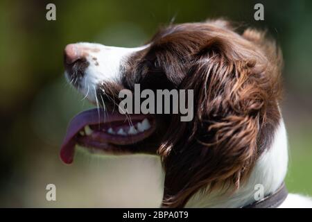 English Springer Spaniel, Seitenportrait, Detail Stockfoto