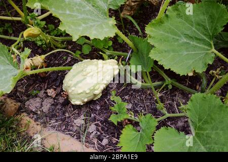 Blass pear-shaped warted Kürbis wächst auf einem Stacheligen Weinstocks unter großen, grünen Blätter Stockfoto