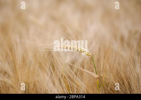 Reife Gerste (Hordeum lat.) Stockfoto