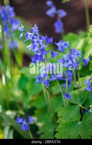 Eine Nahaufnahme der bluebells in der Natur im Frühling. Stockfoto