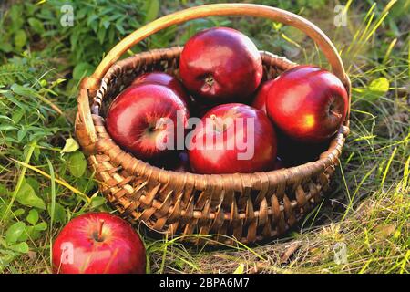 Korb mit Äpfeln im Gras, Abendsonne Hintergrundbeleuchtung, Ende des Sommers Anfang Herbst Stockfoto