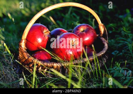 Rote Äpfel in einem Korb auf grünem Gras in den Strahlen der untergehenden Sonne Stockfoto