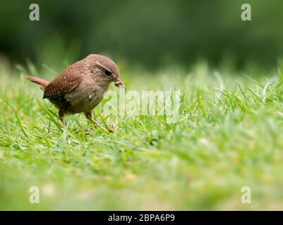 Wren (Troglodytes troglodytes) Sammeln von Insekten für es jung ist, Warwickshire Stockfoto