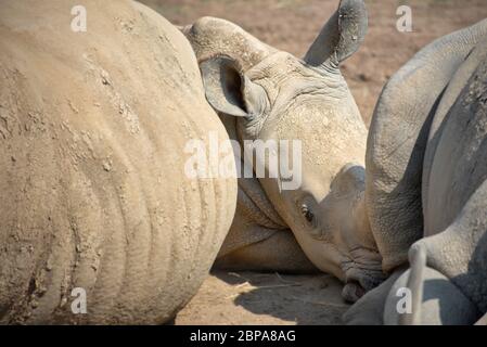 Baby weißes Nashorn liegend, zwischen den Eltern gerahmt. Neugierig Ceratotherium simum simum rhinocerous auf dem Boden. Afrikanische Safaritiere, bedroen Stockfoto