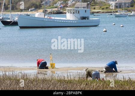 Clamming im Stage Harbor in Chatham, Massachusetts am Cape Cod, USA Stockfoto