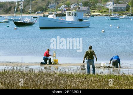 Clamming im Stage Harbor in Chatham, Massachusetts am Cape Cod, USA Stockfoto