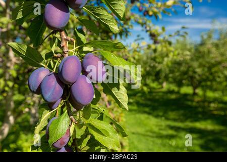 Reife Pflaumen hängen an einem Baum in einem Bauernhof Obstgarten. Stockfoto