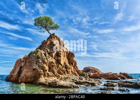 Einbeinige Baum auf einer Spitze des Meeres Felsen mit schönem Himmel. Stockfoto