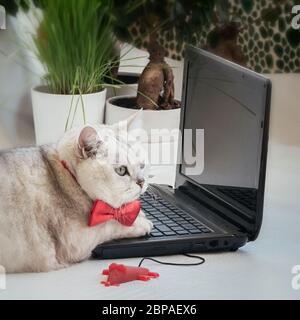 Nachdenkliche intelligente Katze in einer roten Fliege in der Nähe eines Laptops und einer Computer-Maus sitzen, Home Office. Telearbeit, freiberufliche Mitarbeiter, Quarantäne, Fernstudium Stockfoto