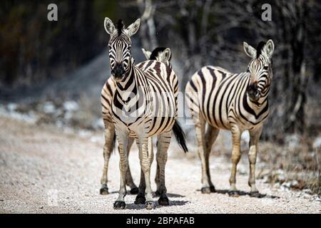 Zebras entlang der Straße in der Nähe von Halali im Etosha Nationalpark in Namibia, Afrika. (Foto: Gordon Donovan) Stockfoto