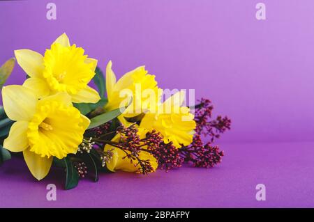 Schöne Frühling Bouquet von Blumen gelb Narzisse auf lila lila Hintergrund mit Platz für Text. Floristische Komposition als Grußkarte für Frauen Stockfoto