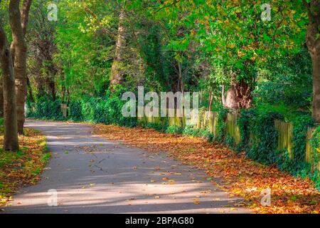 Baumgesäumte Allee in Hampstead Heath, London, Großbritannien Stockfoto