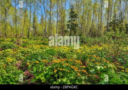 Lichtung mit gelben Wildblumen aus Sumpfmarigold, Königskasse (Caltha palustris) im Frühling Birkenwald. Frühe Frühlingslandschaft bei hellem sonnigen Tag, Siber Stockfoto