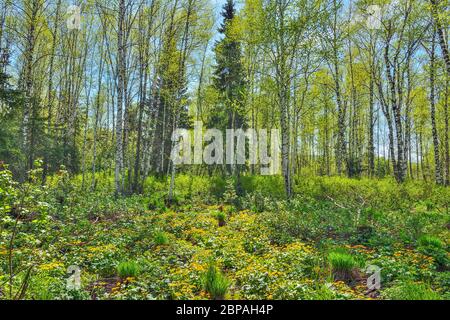 Lichtung mit gelben Wildblumen aus Sumpfmarigold, Königskasse (Caltha palustris) im Frühling Birkenwald. Frühe Frühlingslandschaft bei hellem sonnigen Tag, Siber Stockfoto