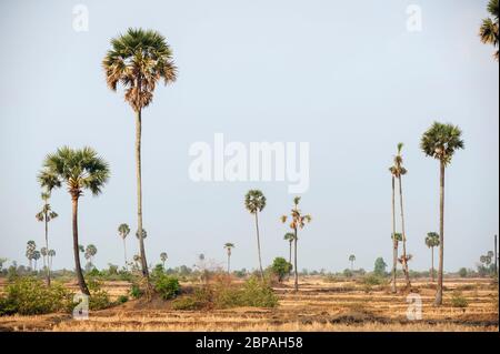 Palmen, Borassus flabellifer. Battambang Provinz, Kambodscha, Südostasien Stockfoto