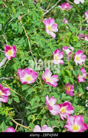 Grüner Busch von wilden Hagebutten mit vielen Blumen Stockfoto