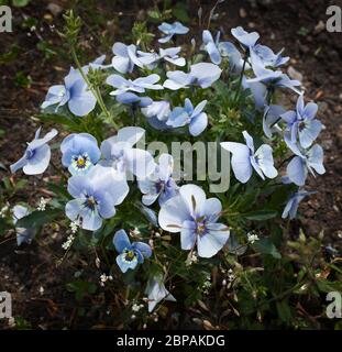 Kleine blaue Blumen namens Johnny Jump Up Blumen eine Art von Violets Botanischer Name Viola Tricolor Stockfoto