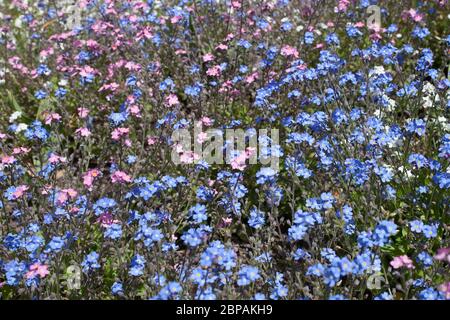 Rosa und blau Vergissmeinnicht Botanischer Name Myosotis Arvensis Stockfoto