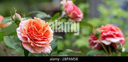 Schöne orange rosa nostalgische Rose in einem Garten nach Regen. Stockfoto