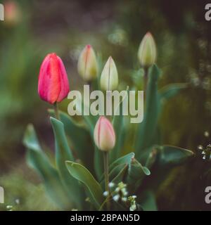 Rosa und grüne Tulpen wachsen in einem Frühlingsgarten Stockfoto