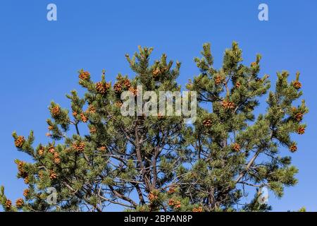 Pinyon Pine, Pinus edulis, Baum mit Zapfen und Nadeln in Oak Grove Campground in Lincoln National Forest, Sacramento Mountains, New Mexico, USA Stockfoto