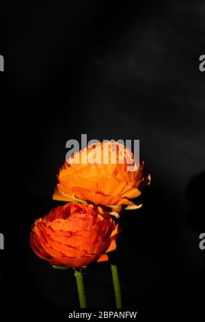 Zwei Ranunculus Blüten Köpfe auf schwarzem Hintergrund Stockfoto