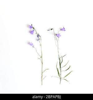 Blaue Wildblume. Glockenblumen isoliert auf weiß. Campanula rotundifolia Stockfoto