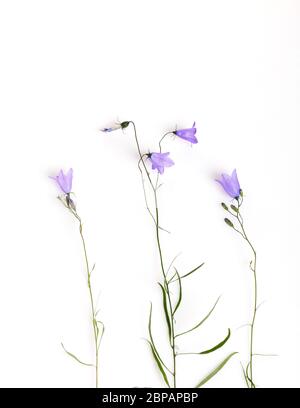 Blaue Wildblume. Glockenblumen isoliert auf weiß. Campanula rotundifolia Stockfoto