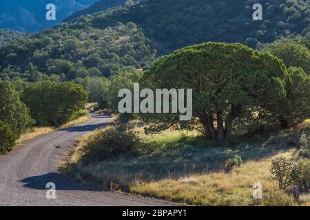 Alligator Juniper, Juniperus deppeana, blühend auf dem Oak Grove Campground im Lincoln National Forest in den Sacramento Mountains in New Mexico, USA Stockfoto