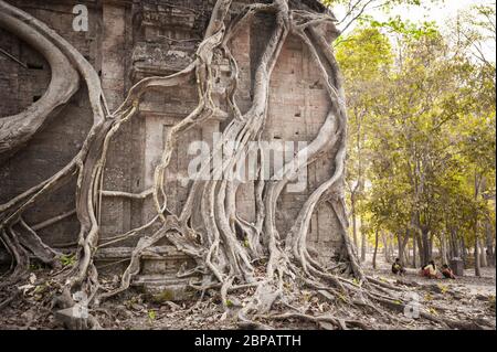 Kambodschanische Kinder durch den alten Tempel in riesigen Strangler Feigenbaum Wurzeln eingehüllt. Sambor Preii Kuk archäologische Stätte, Kambodscha, Südostasien Stockfoto