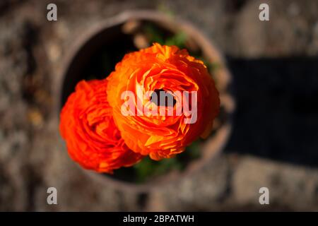 Leuchtend orange Ranunculus blüht von oben mit einem Pflanztopf unten Stockfoto