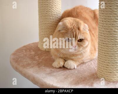 Süße schottische Falte reine Rasse Katze mit schönen Gesicht ist in ihrem Haus zu Hause ruhen. Stockfoto