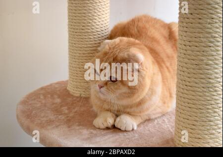 Süße schottische Falte reine Rasse Katze mit schönen Gesicht ist in ihrem Haus zu Hause ruhen. Stockfoto
