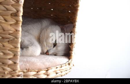 Süße britische weiße Katze pure Rasse mit wunderschönen grünen Augen ist entspannend in der Katze Haus zu Hause auf Sie schauen. Stockfoto