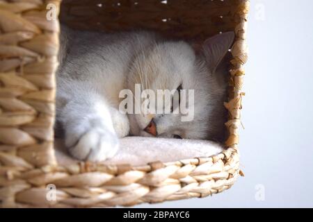 Süße britische weiße Katze pure Rasse mit wunderschönen grünen Augen ist entspannend in der Katze Haus zu Hause auf Sie schauen. Stockfoto